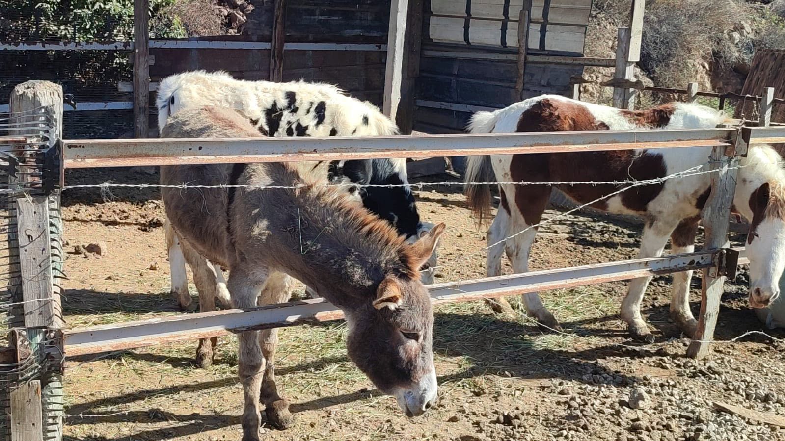 Alberca familiar del rancho con visitantes